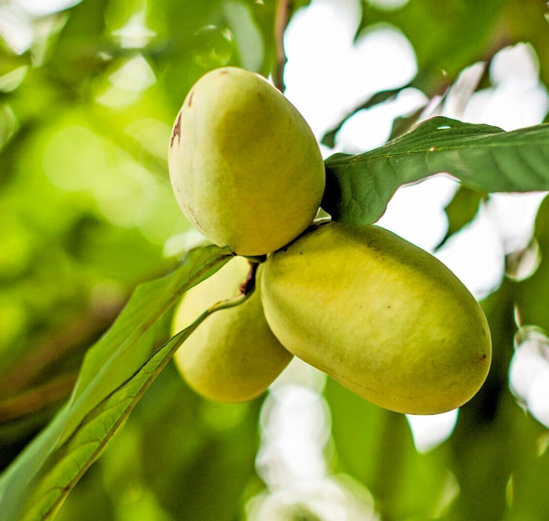 Paw Paw Trees 5-Pack