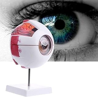 Study Model Educational Model Human Eye Anatomical Model - Human Organ Anatomy Model - 6X Magnification Detachable Natural Eyeball Model - for Science Classroom Study Display Teaching Medical Model
