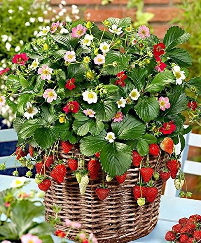 See full amazon price history chart for Creative Farmer Herb Plants Seeds - Strawberry Pot Variety Kitchen Garden Pack Creative Farmer Herb Plants Seeds - Strawberry Pot Variety Kitchen Garden Pack (B0753KN3JK) Amazon Price History, Amazon Price Tracker