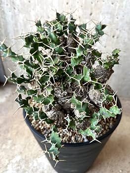 Amazon｜【現品限り】ユーフォルビア・クラビゲラ 現地株 発根済み 約1