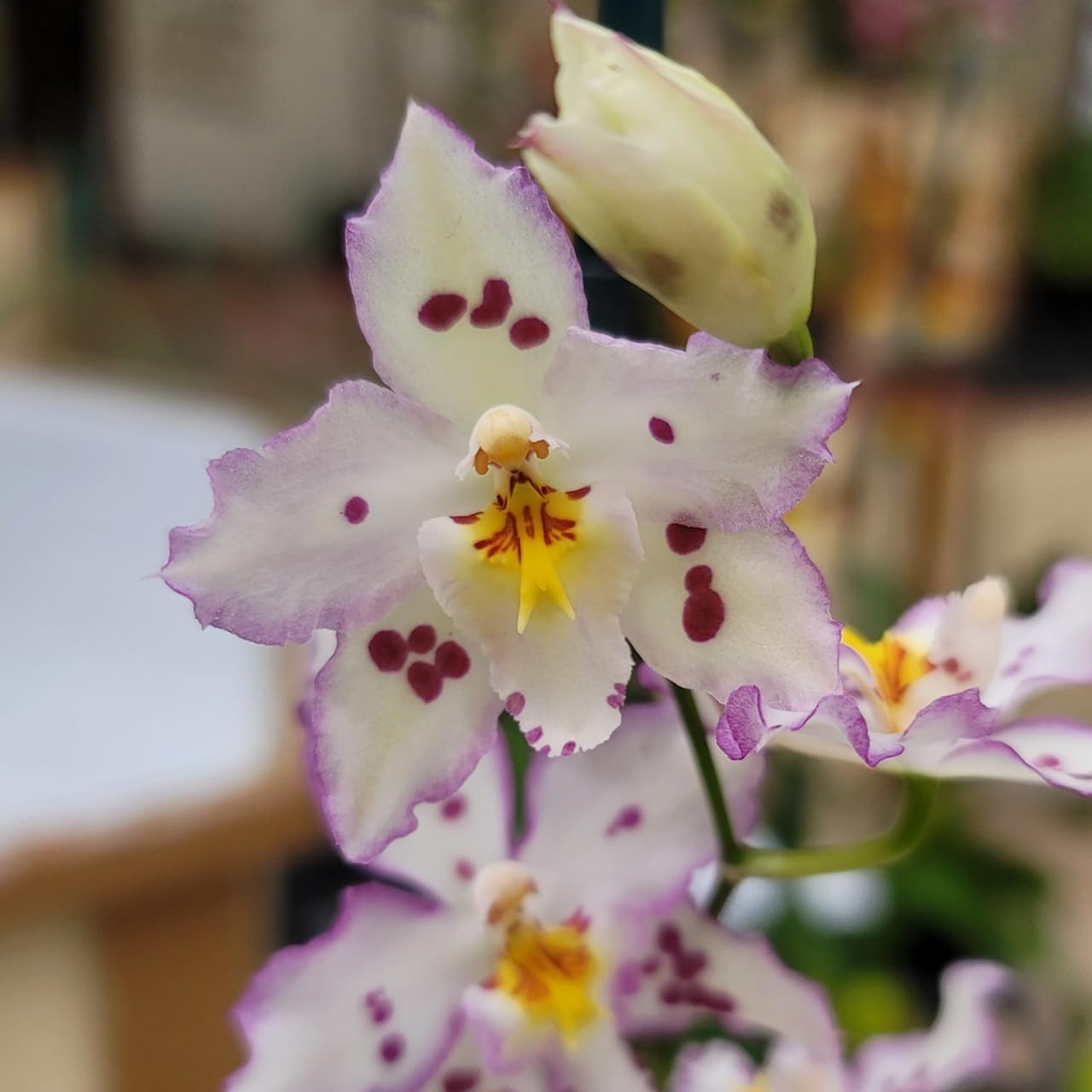 Wilsonara Opalescent ‘On The Edge’ Comes in 4" Pot