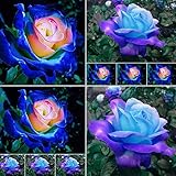 100 Pcs Blue Pink Rose Flower Seeds Plant Fresh Garden Seeds Home Garden Yard Balcony Bonsai Decor Seeds, Gardeners Choice!