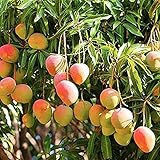 QAUZUY GARDEN 2 Mango Mangifera Indica Seeds Sweet Juicy Fruit Tasty Organic Non-GMO Heirloom Fruit Seeds to Plant Home Garden Grow Your Own Delicious Fruit Plant
