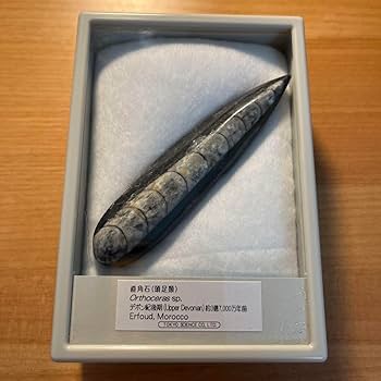 化石　C-35 Amazon.co.jp: 直角石Orthoceras sp. 化石標本 約7000万年前