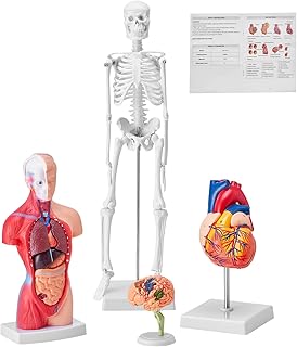 Comprar VEVOR Juego de Modelos Anatómicos Humanos 4 piezas, Cerebro, Corazón, Torso y Esqueleto, Tamaño Natural, Modelo de Enseñanza de PVC, Piezas Desmontables para Formación Médica, Escuela, Hospital