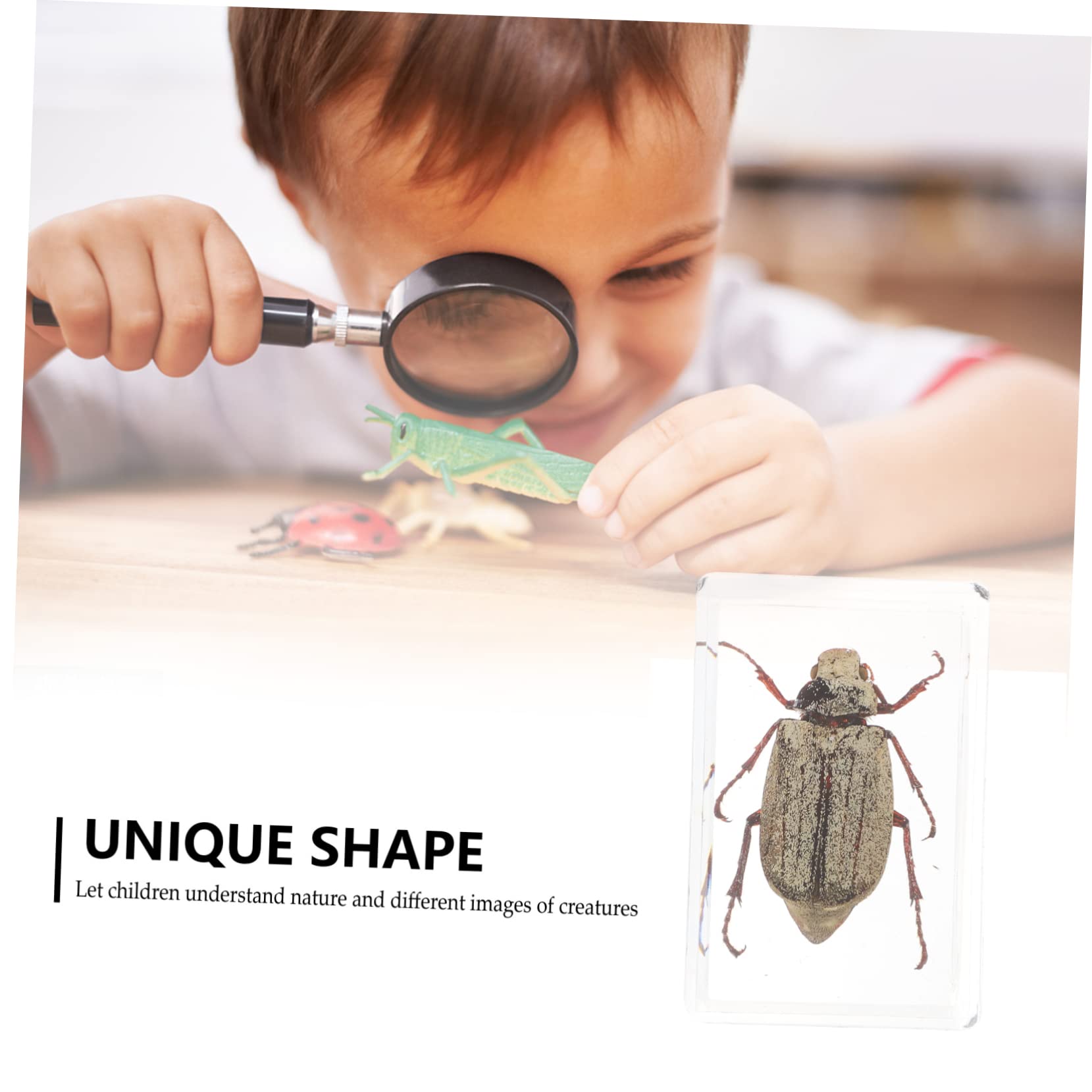 FELTECHELECTR Resin Specimen Exquisite Science Kit Lightweight and Easy to Carry Present for Family and Friends