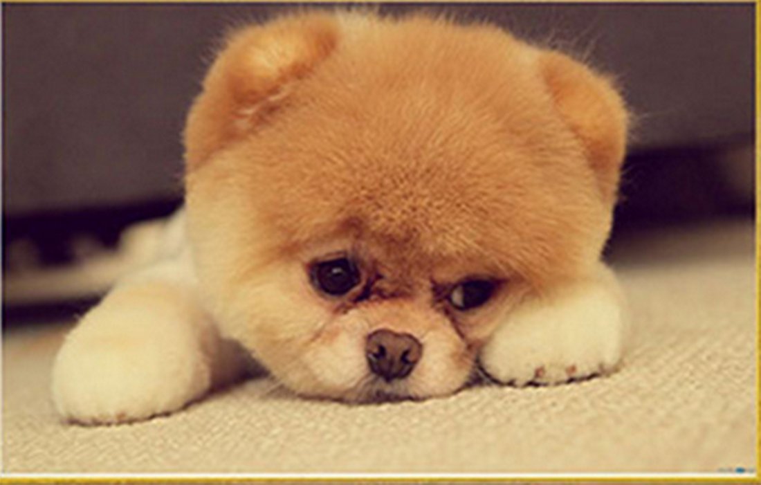 DIY Cute Colorful Handmade Needlework Embroidery Kits Diamond Painting Cute Furry Puppy Dog Pattern Cross Stitch Art Craft For Gift Home Wall Decor,11.8x11.8 Inch