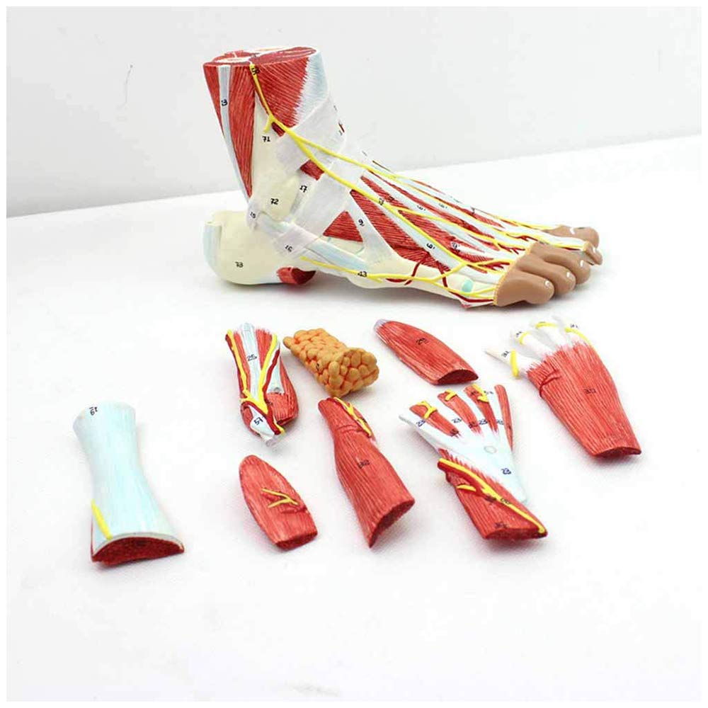YNIYUJKL Huili Medical Anatomical Foot Model - Regional Anatomy Of The Foot With Neurovascular Ligaments Anatomical Ankle Joint Muscle Vascular Ligament Model