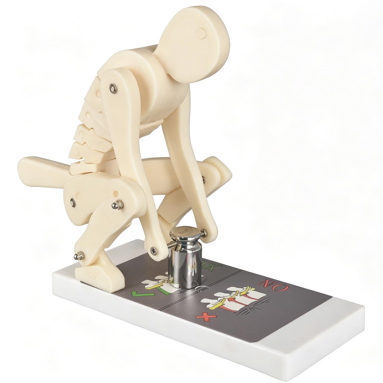 COYEUX Weight Lifting Spine Force Body Bending Model, Lifting Demonstration Model Base, Interactive Lumbar Spine Trainer For Biomechanics Anatomy