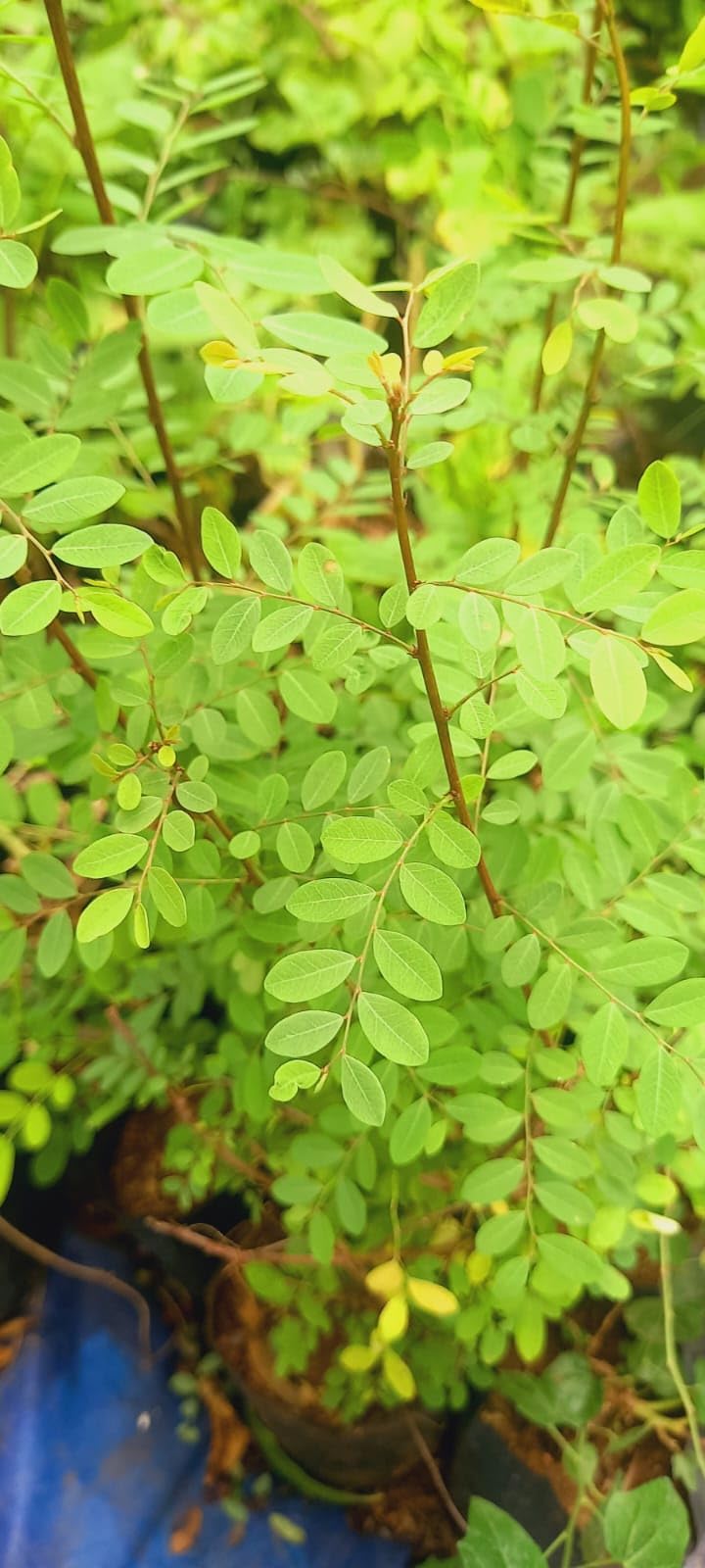 Buy கரும்பூலா | karumpoola | Phyllanthus reticulatus |Black-Honey Shrub | Netted-leaved Leaf-flower |कृष्ण काम्बोजी |Panjuli|Kalemadhkaper|Krishna-kamboji |Nirnelli |Karihuli |Potato Bush - Live plant-image-7