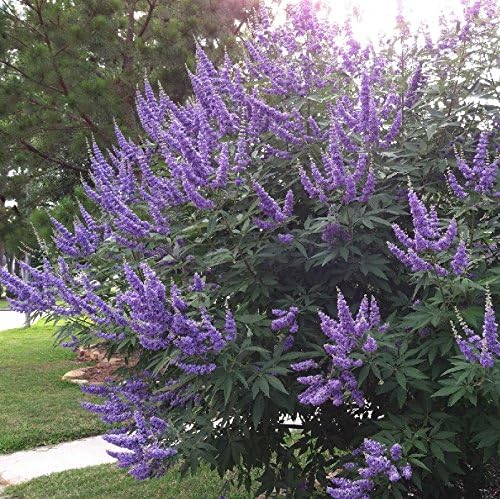 30 semillas de Vitex Agnus-castus - Árbol casto. Arbusto aromático cubierto de fragantes flores moradas todo el verano!