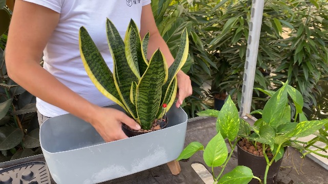 Sansevieria Bogenhanf - pflegeleichte Zimmerpflanzen - Sukkulenten frisch  aus der Grtnerei - Hydrokultur Set Sideboard Anthrazit - Hhe 25-30 cm -  inkl. Gef, Blhton & Dnger - Green Me Up : Amazon.de: Garten