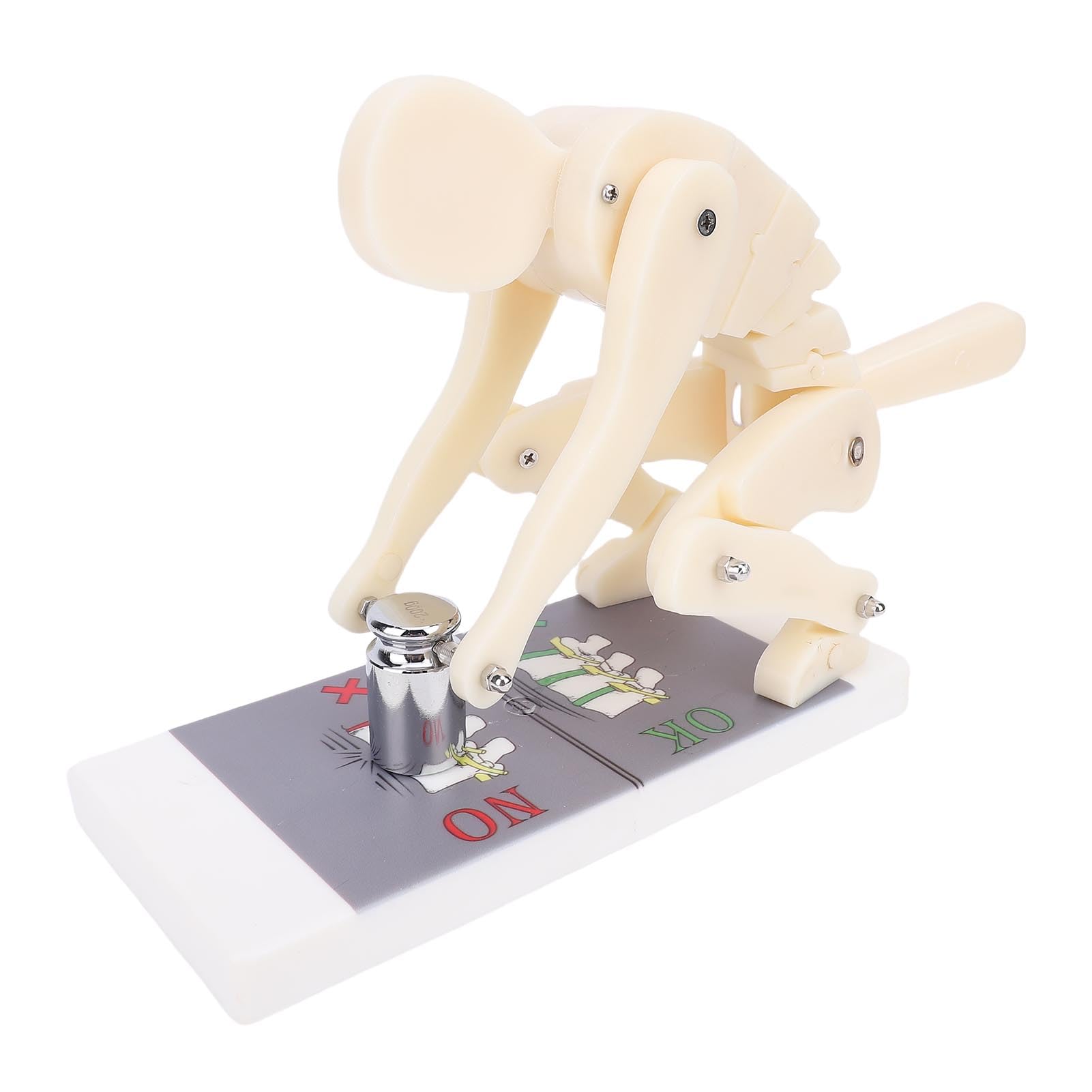 BRRNOO Modèle de Démonstration de Flexion, Modèle de Force de Levage de Poids ABS, Modèle de Démonstration de la Colonne Vertébrale Lombaire, Mouvement du Corps Humain, pour le Gymnase