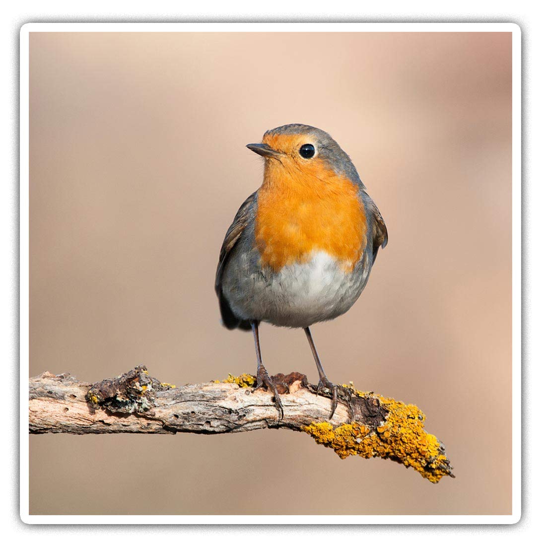 Square Stickers (Set of 2) 10cm - Red Robin Bird Garden Cute Fun Decals for Laptops,Tablets,Luggage,Scrap Booking,Fridges, #2062