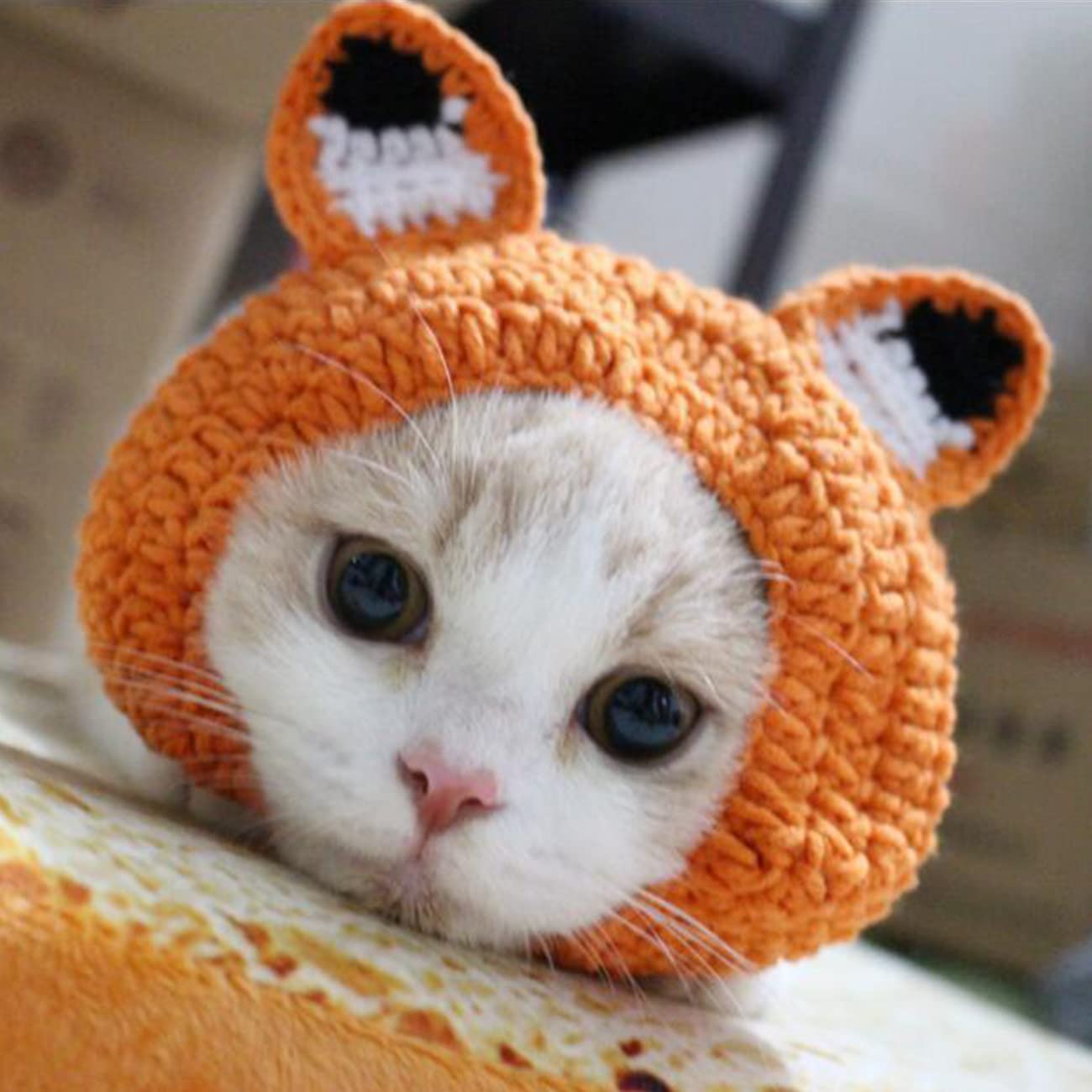 Amazon | Bltokey 猫用ウィッグ ペット用帽子 カエル 変身 猫被り物