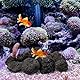 Abaodam 1Packung Vulkangestein Für Aquarien Natürliche Lavasteine Dekoration Für Topfpflanzen Poröse Steine Für Gartenteiche Und Wasserspiele Umweltfreundliche Aquariensteine