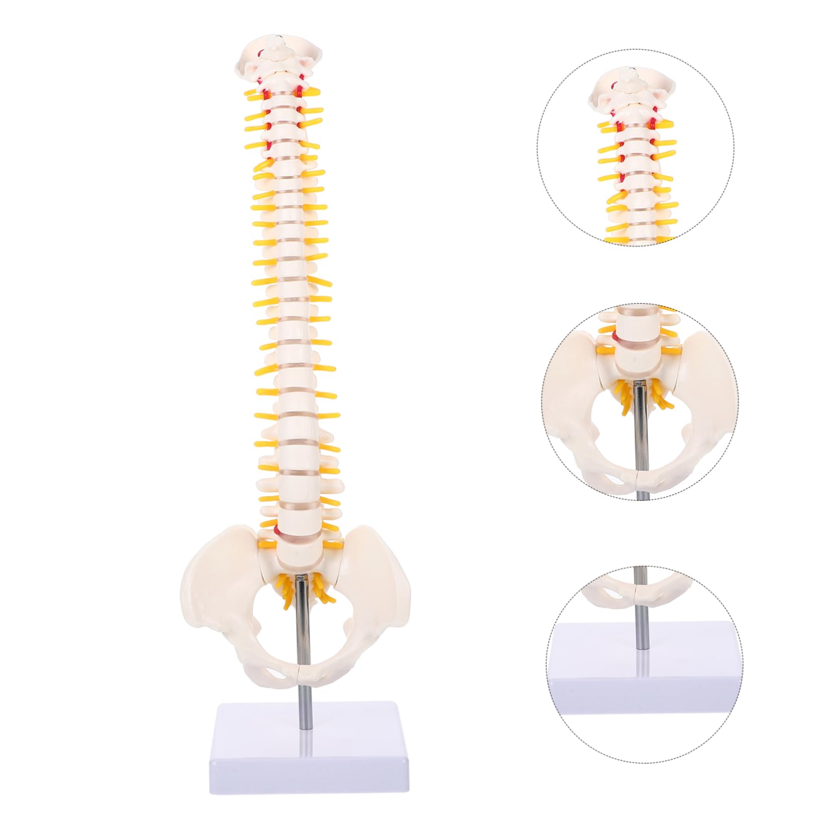 Modello Anatomico di Colonna Vertebrale in Pvc Bianco da 45cm Superficie Liscia e Dettagli Anatomici per Studio e Esposizione Didattica