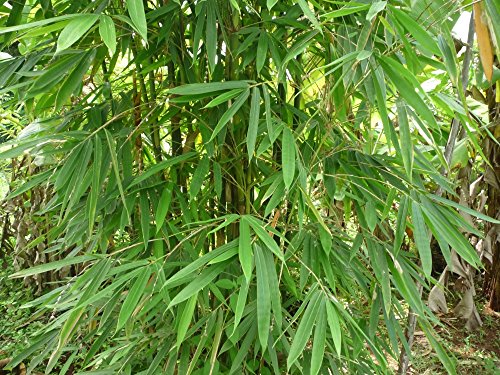Bambussamen Saflax – Kalkuttabambus Dendrocalamus strictus – 50 Stück
