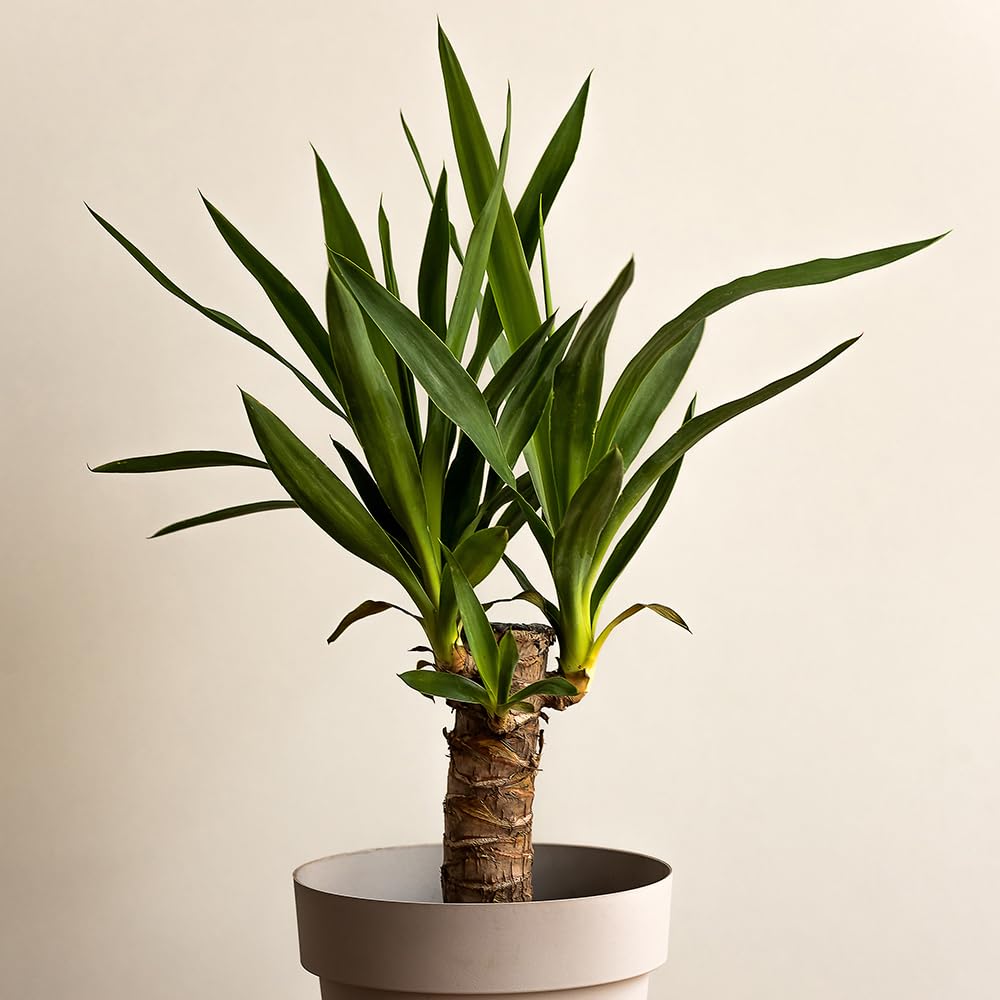 YouGarden Yucca elephantipes, Single Stem Houseplant in 11cm Pot, 45cm Tall and Ready to Display, Yucca Plant for Home or Office, Air Purifying House Plant in Pot
