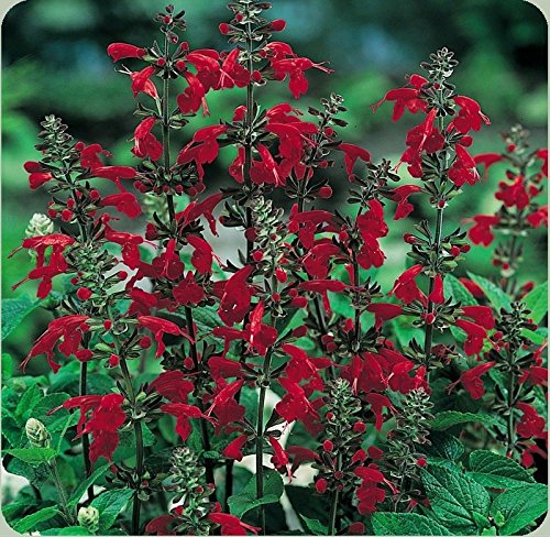 I Colibrì Adorano La Salvia Scarlatta Samen Confezione Da 100 Semi