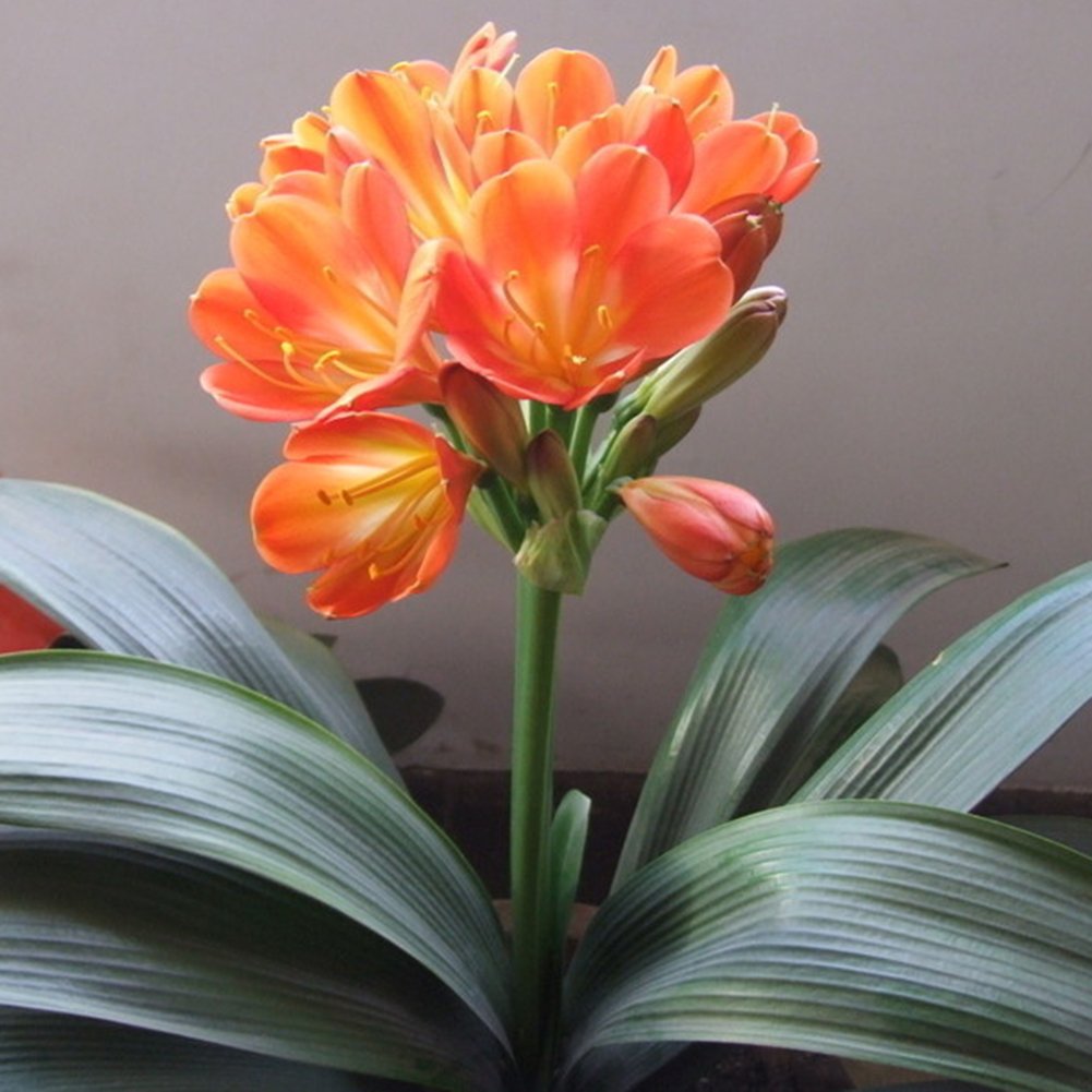 1Pc African Kaffir Lily Clivia Miniata Seeds, Garden Yard Flower Plant