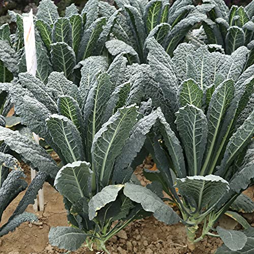 ��؎�q �y�J�[�{���l���E�t�H���c�@�z���L���x�c 1000���i�R�[�g�j