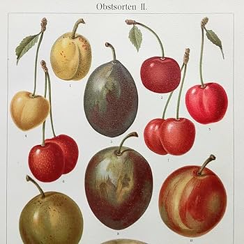 Amazon｜果物の図版 アンティーク 1907年 ドイツ マイヤー百科事典