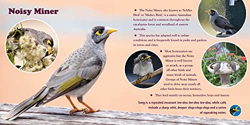 A First Book of Australian Backyard Bird Songs (sound books) - Image 7