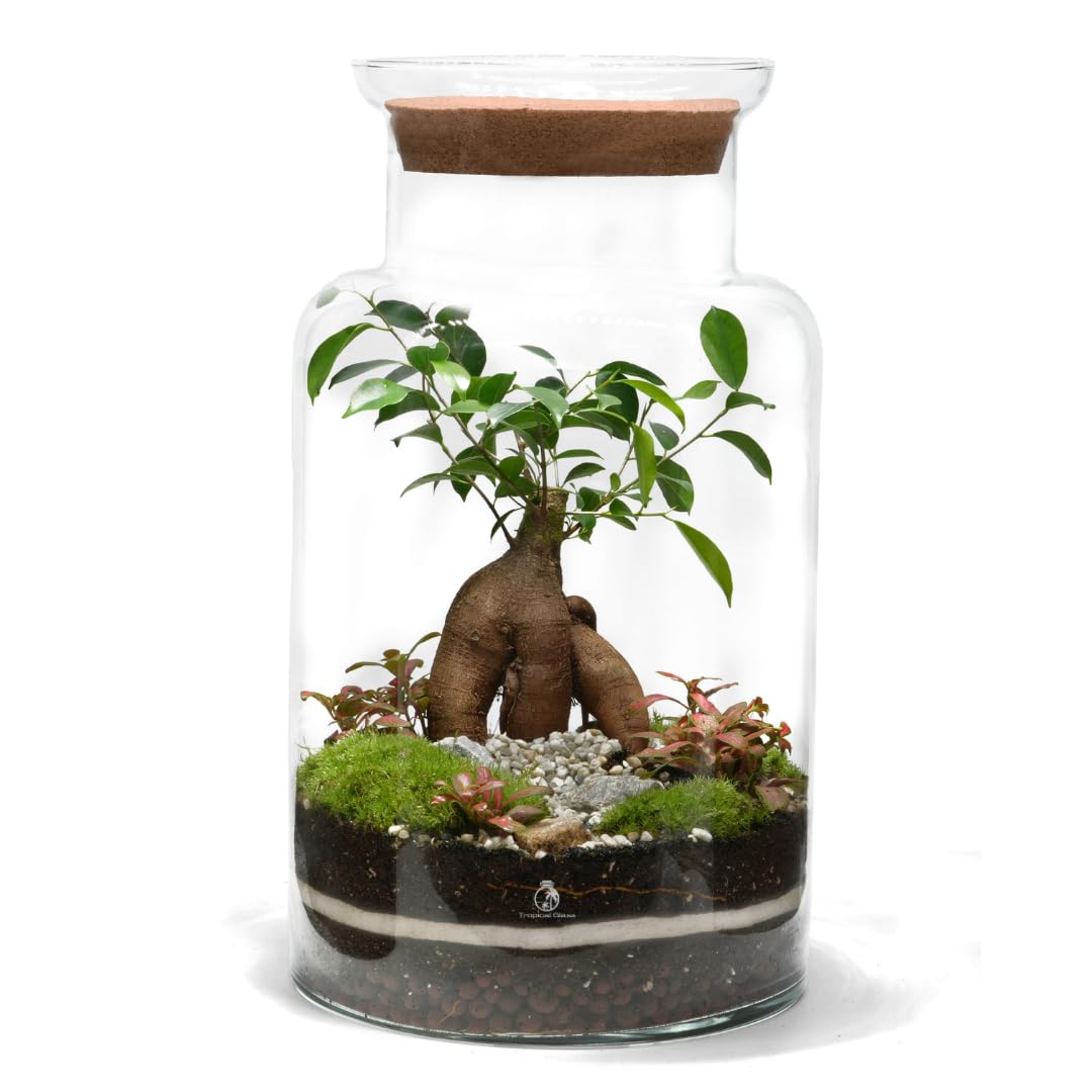 XL Terrarium Kit with LED Cork Lid | Large 45 cm Closed Glass DIY Light Up Terrarium with Ficus Ginseng, Fittonia, Moss, Substrates, Decorative Stones and Indoor Eco Garden Gift