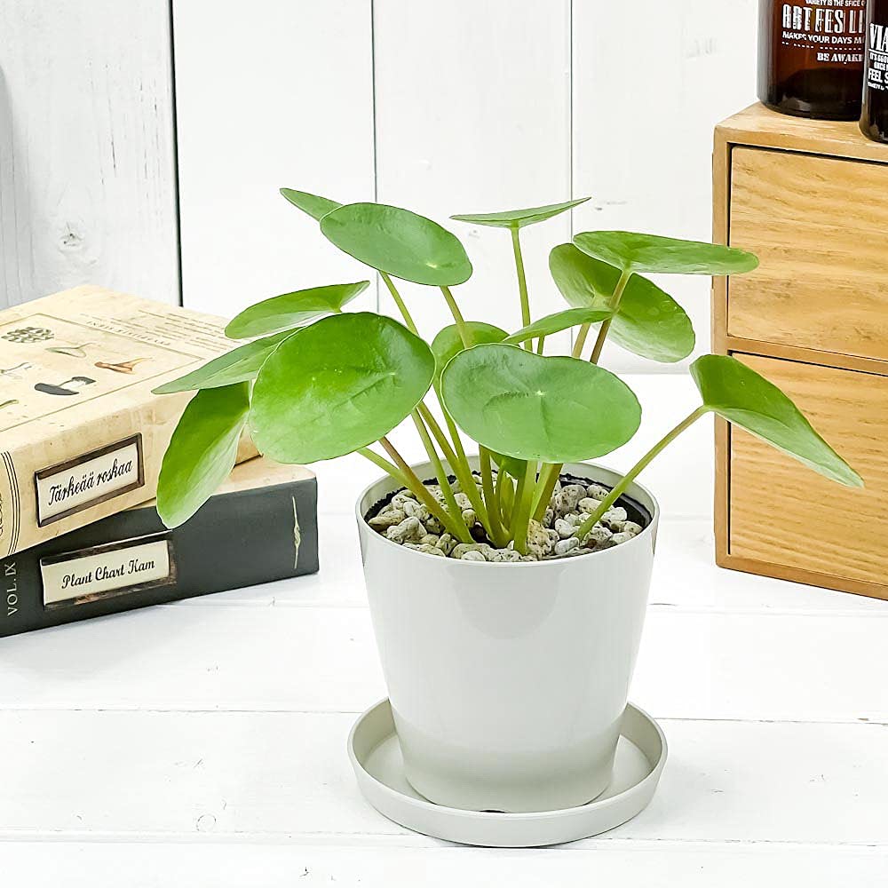 Amazon.co.jp: PLANCHU 観葉植物 ピレア ペペロミオイデス 3.5号鉢