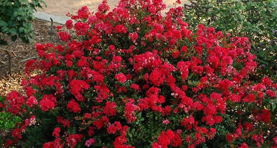 Chisam Fire Miniature Crape Myrtle, Bright red Flowers, matures at 4-5 feet Tall, Ships Well Rooted in Soil (1)