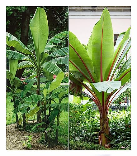 BALDUR Garten Winterharte-Bananen-Kollektion, 2 Pflanzen Faserbanane Bananenbaum Musa basjoo Bananenpflanze, winterharte Staude, mehrjährig, Bananen-Früchte essbar