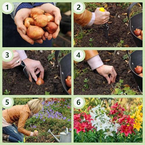 Kolekcja cebuli Border Orange Lily, opakowanie 10 sztuk, różne kolory