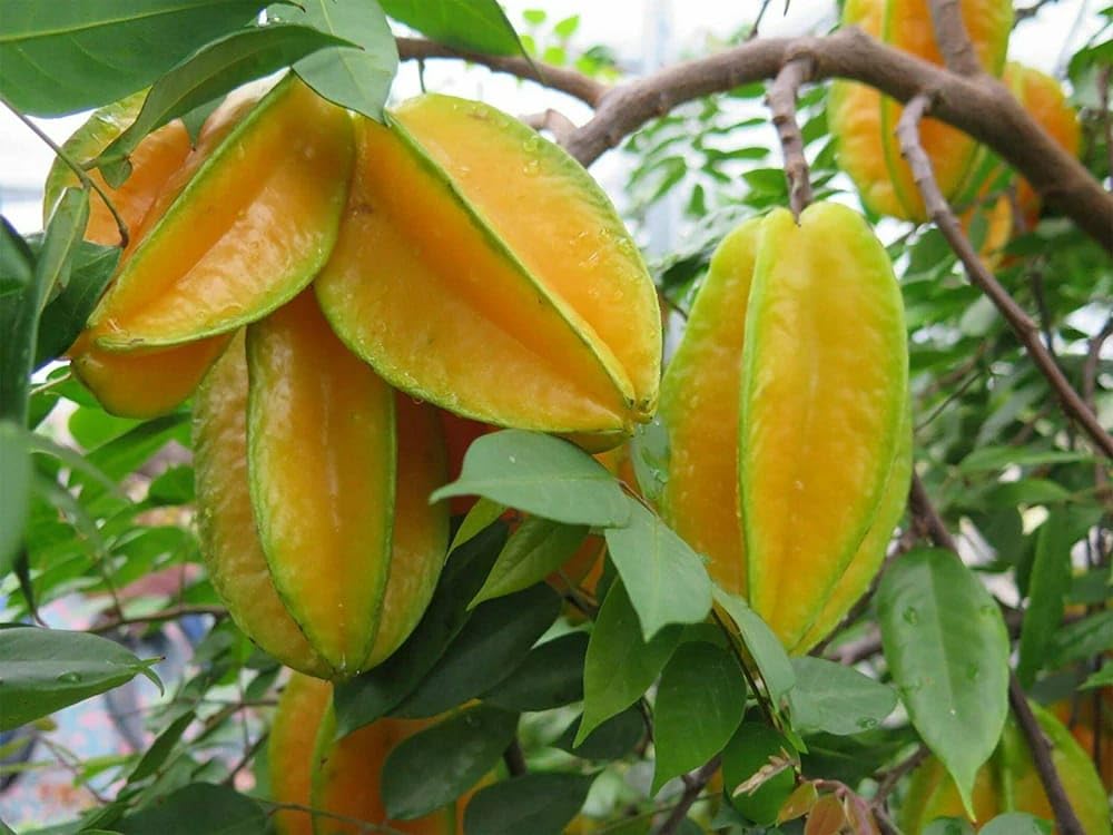 MITU 1 Live StarFruit Plant Grafted Sweet Carambola Star Fruit Plant 1.5-3FT Plant Heghit (B0CNSMS796) Amazon Price History, Amazon Price Tracker