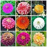 1000+ Mix Zinnia Seeds for Planting Outdoors, Heirloom Non-GMO Open Pollinated, Easy to Grow.