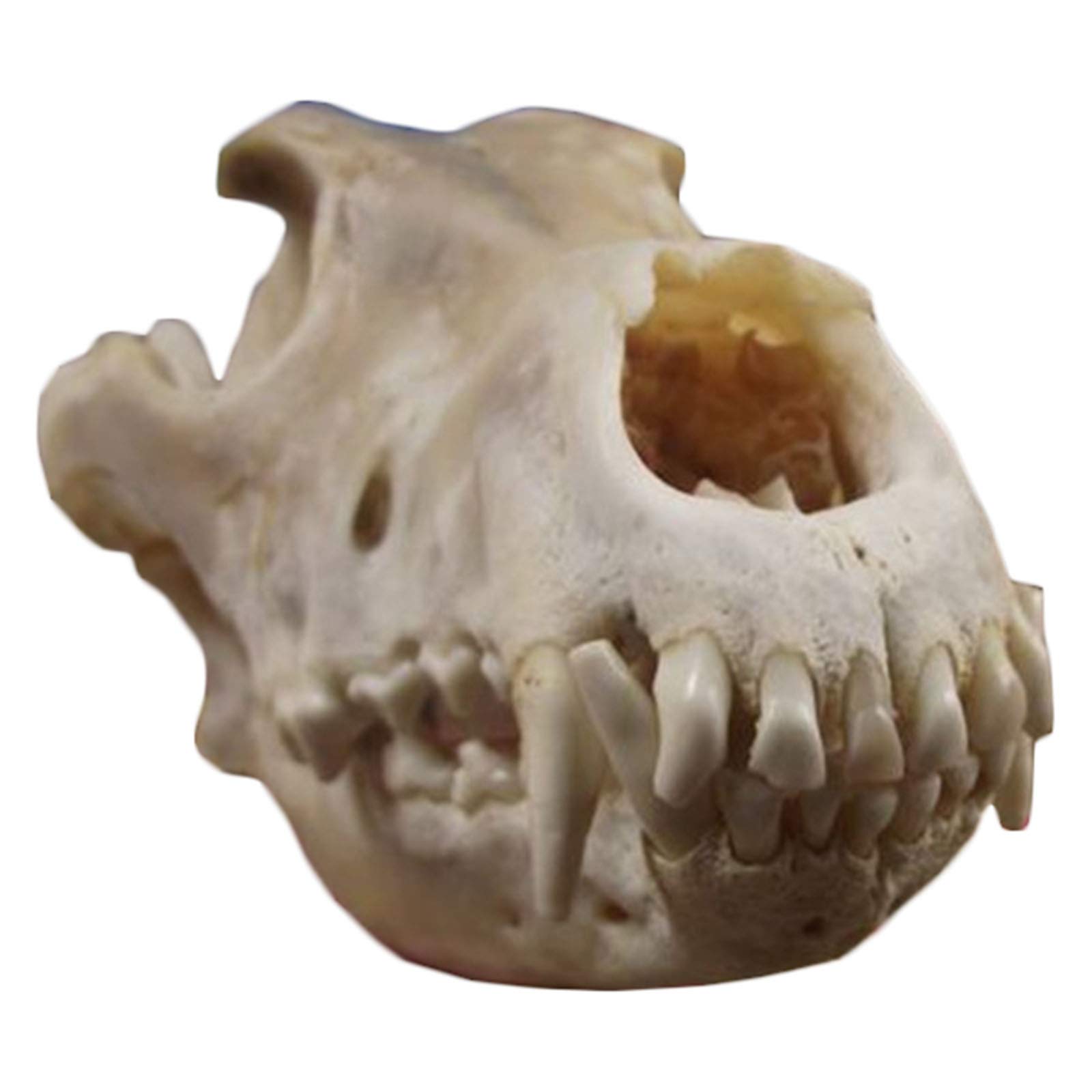 Sjdopulse A Wolf Skull Model Nimal Resin Statue Model Taxidermy Nimal Head Real Coyote Skull Replic For Nimal Studies Teaching Ids,Home Decoration (A)