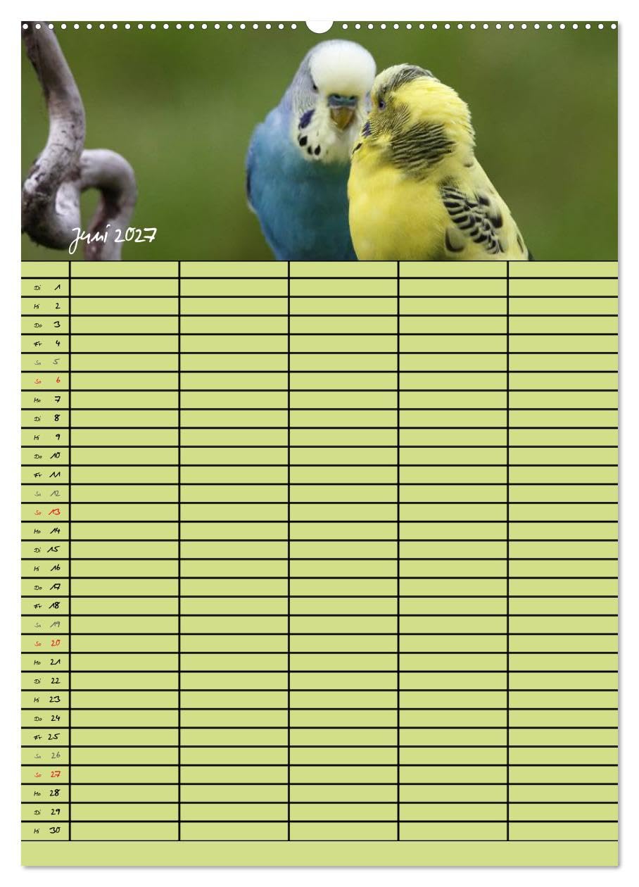 CALVENDO - Der Wellensittich-Familienplaner (Wandkalender 2027 DIN A2 hoch), Monatskalender: Putzige Piepmätze