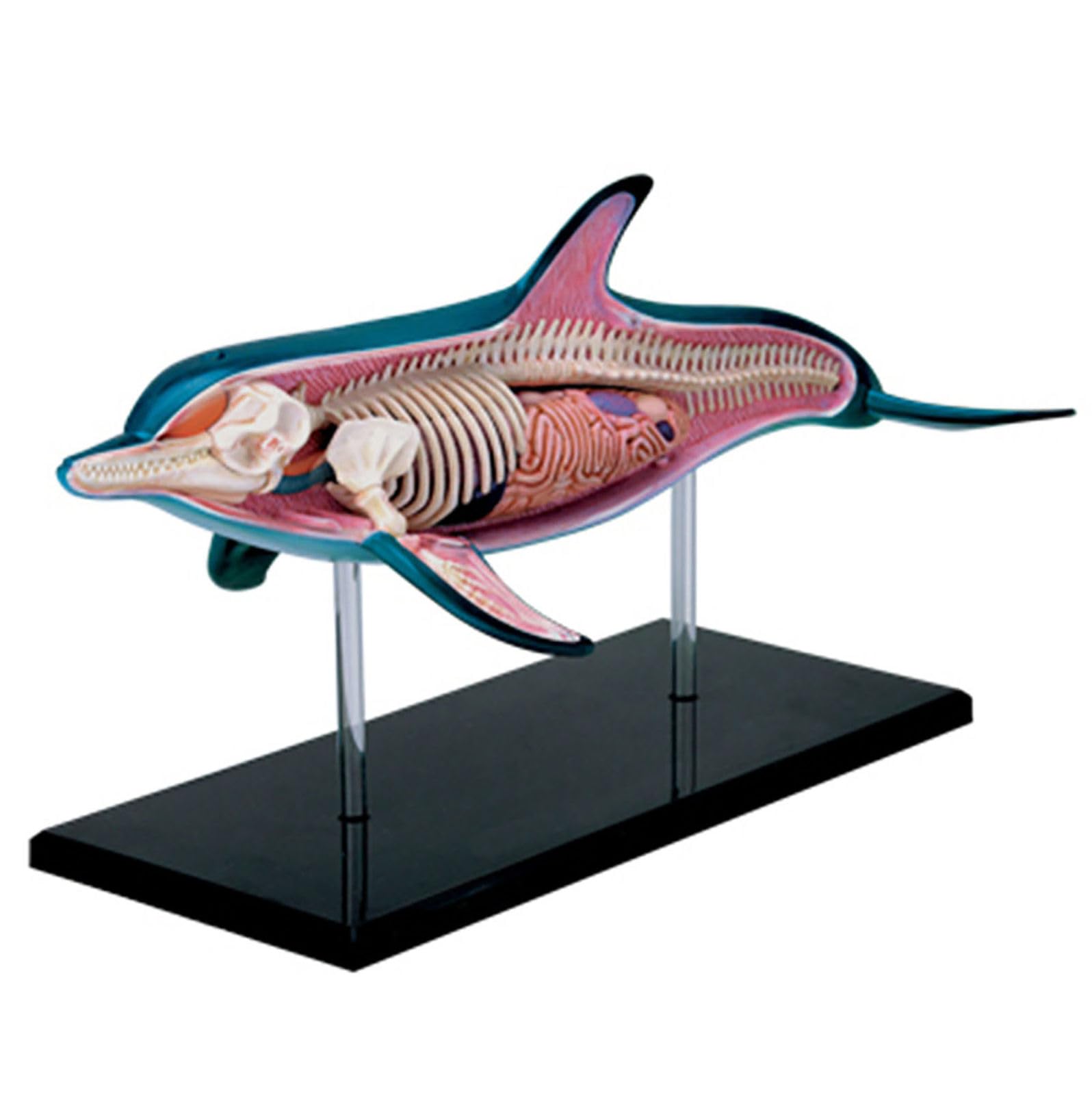 Modelo Anatómico 4d De Delfín, Modelo De Esqueleto Y Órganos del Delfín con Partes del Cuerpo Extraíbles, Modelo Didáctico De Anatomía Animal para Biología, Educación Veterinaria Y Demostraciones