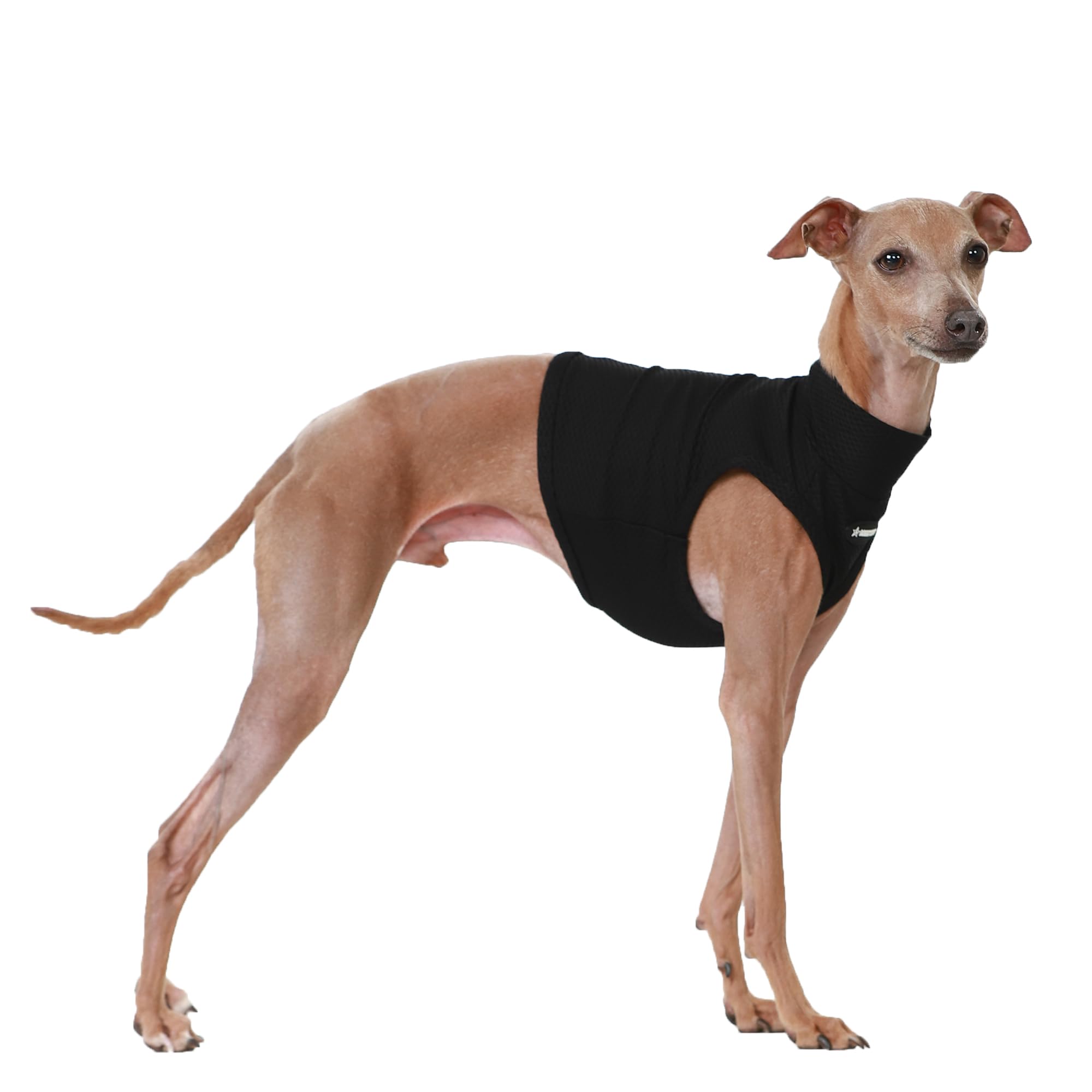 D Doggy Star Italian Greyhound Clothes Summer Cooling Crop Top T Shirt Whippet for Dog (M,Coolcrop Black) — image 1