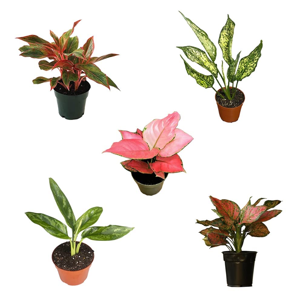 See full amazon price history chart for UGALOO Aglaonema Live Plants Natural Rare Chinese Evergreen Indoor Plants in Pots (5 Plants) UGALOO Aglaonema Live Plants Natural Rare Chinese Evergreen Indoor Plants in Pots (5 Plants) (B0BV7DCBJ8) Amazon Price History, Amazon Price Tracker
