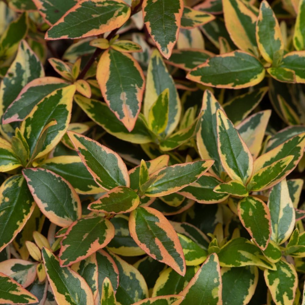 Abelia x grandiflora 'Tricolour Charm' Compact Shrub with Green Cream Pink Variegated Foliage and Fragrant Pink-Tinged White Flowers 1X or 2X 9cm Pots by Thompson and Morgan