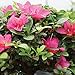 Brussel's Live Satsuki Azalea Outdoor Bonsai Tree - 5 Years Old; 6