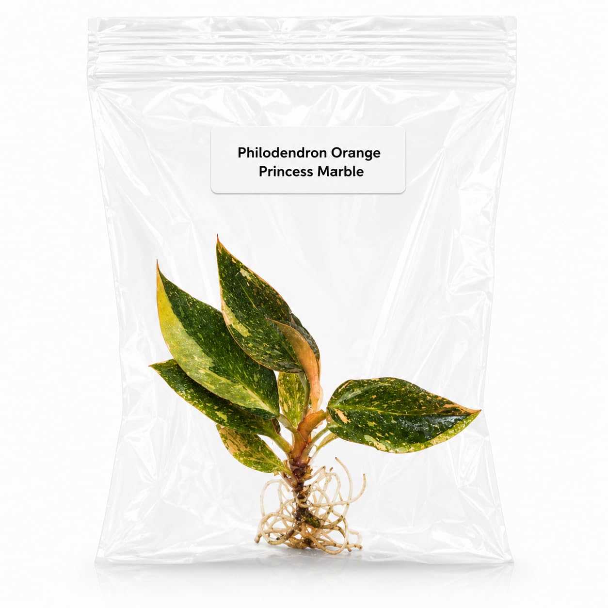 Philodendron Orange Princess Marble TC