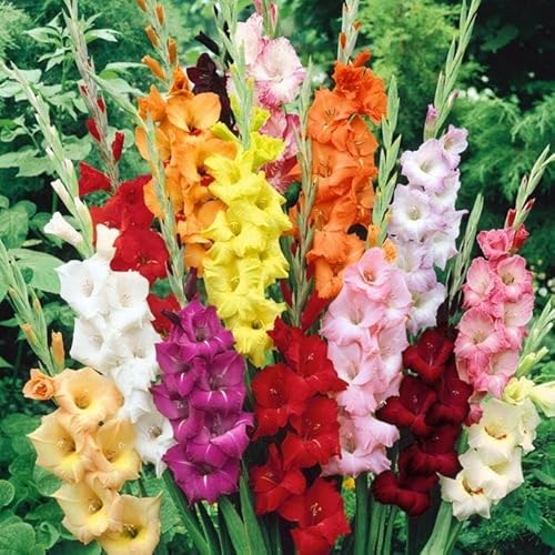 Plantogallery Gladiolus Flower Bulbs ((Multicolor-Pack Of 20 Bulbs))