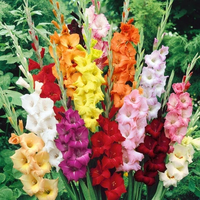 Plantogallery Gladiolus Multicolor Flower Bulbs - Pack Of 20 Bulbs