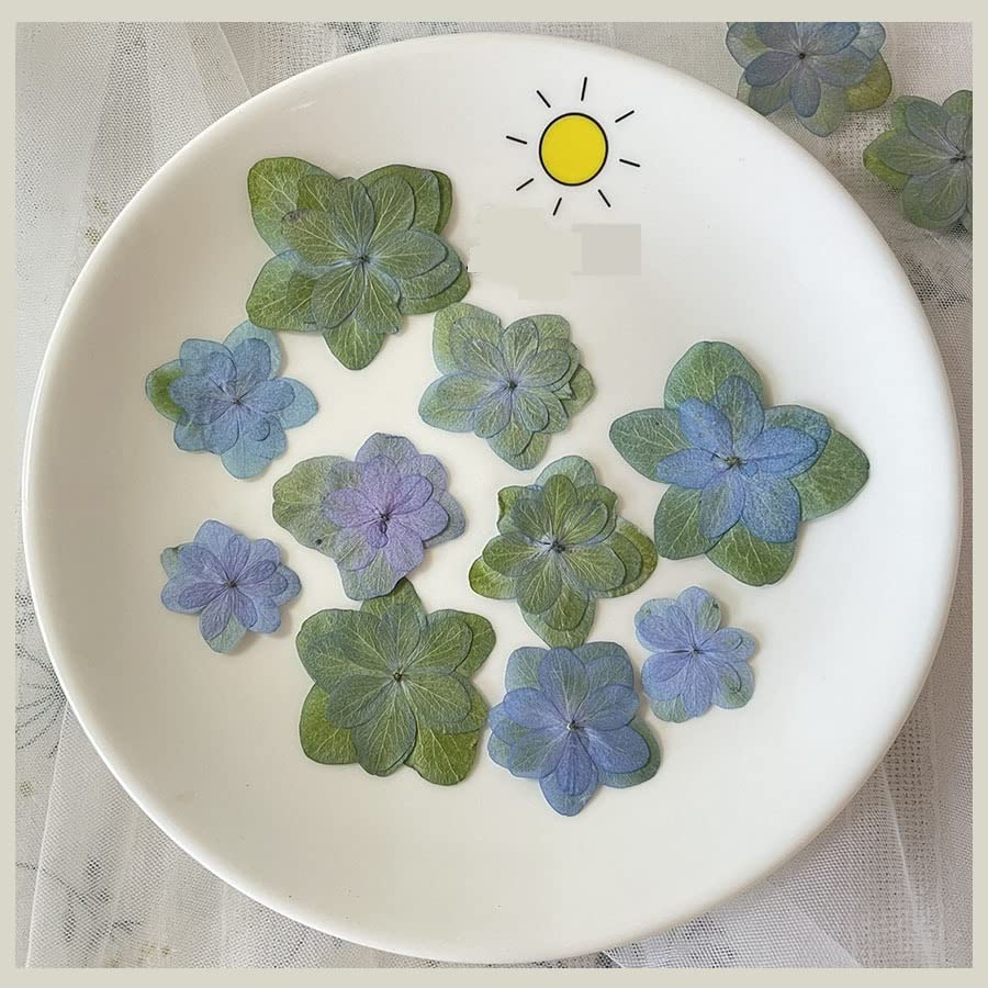 120 flores prensadas secas de hortensia para manualidades miniatura 1