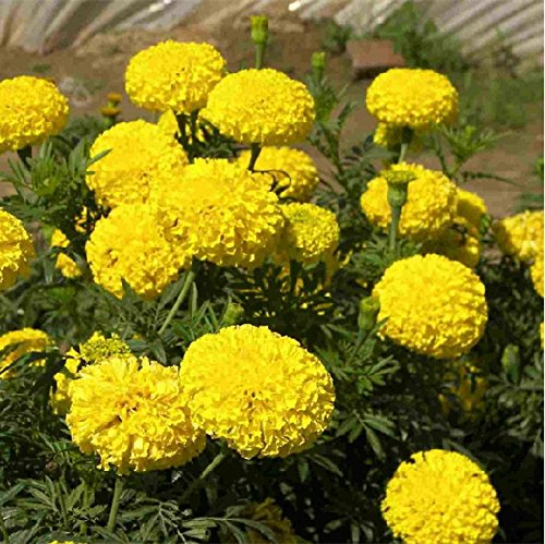 Accueil Jardin Graines Tagetes Crackerjack Graines de fleurs de Tagetes Erecta de couleurs mélangées Paquet de 100 graines