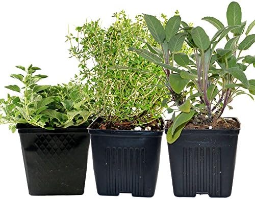 Stargazer Perennials Organic Chefs Herb Plant Collection Thyme, Oregano, Sage 3 Live Plants Herb Kits Organic Grown Herbs All Non-GMO Fresh Herbs