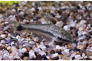 Live Otocinclus Catfish