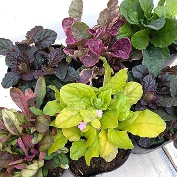 Amazon.co.jp: アジュガ：おまかせミックス2.5-3号ポット 4株